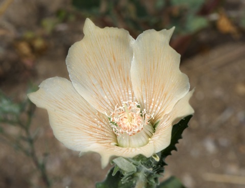 Sand Blazing Star • Mentzelia involucrata